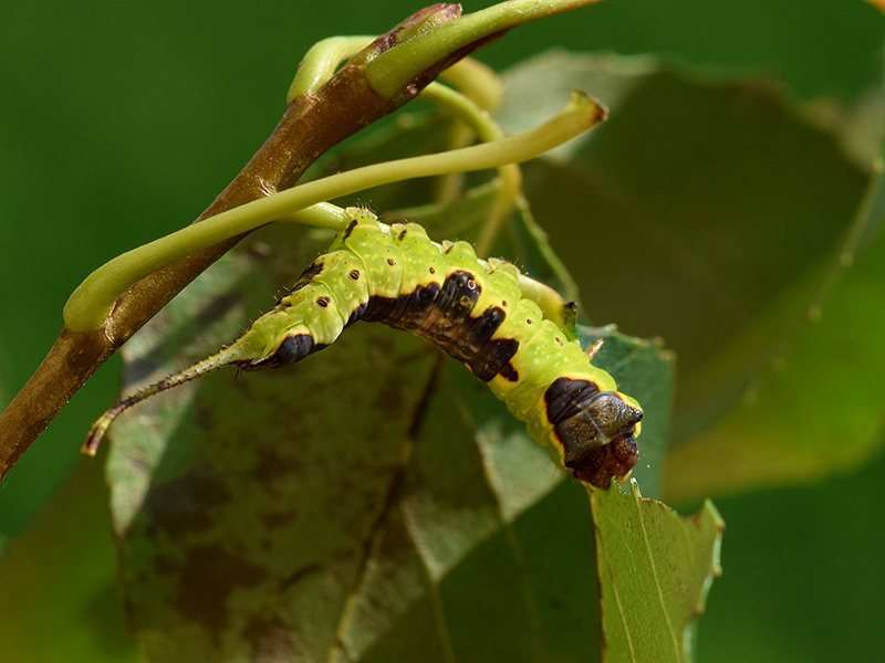 Larva, pupa e adulto di Furcula bifida - Notodontidae